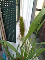 Setaire verte, Setaria viridis (Lyon, 07-2019)(2)